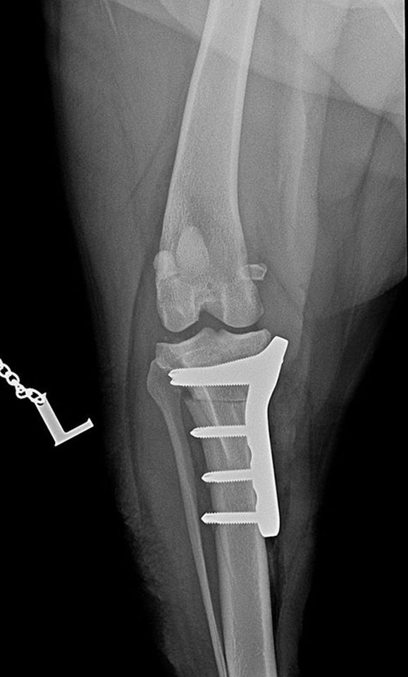 Shar-pei, cruciate ligament rupture surgery