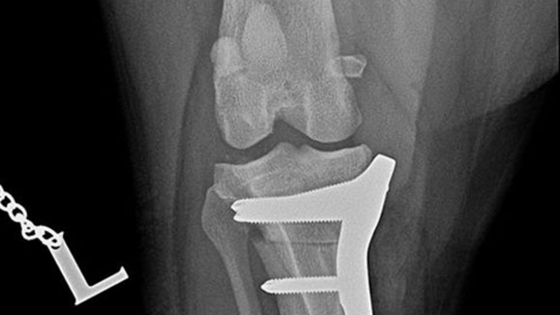 Shar-pei, cruciate ligament rupture surgery