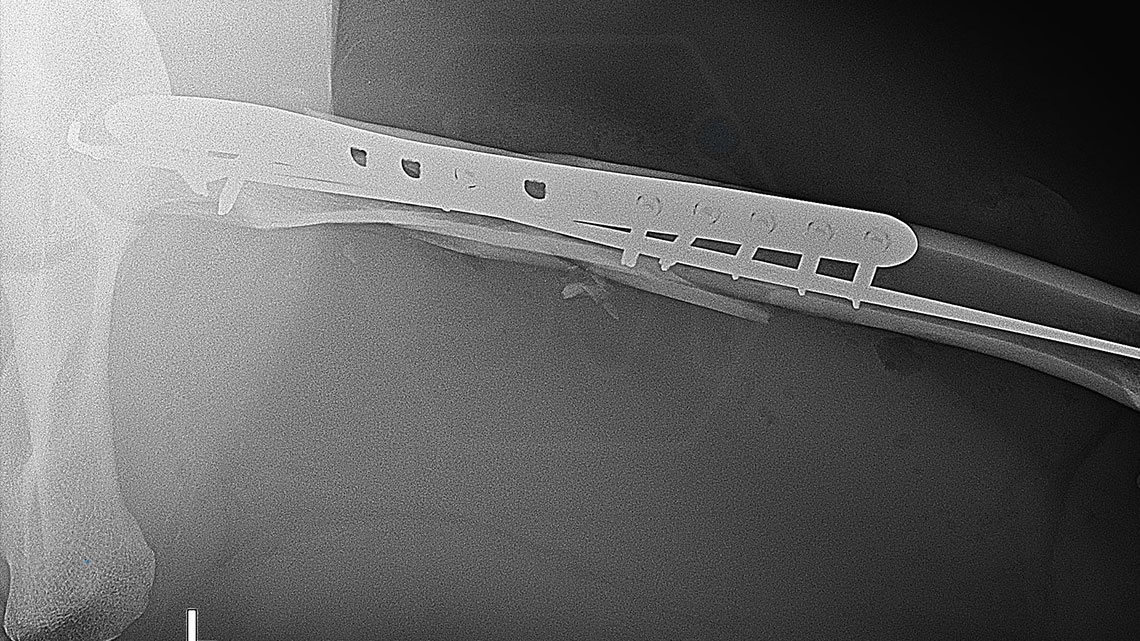 Cheetah (Acinonyx jubatus) in the surgery room