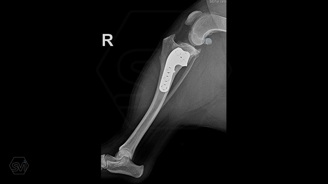 Today's fresh: TPLO 2.4 mm with polyaxial precontured plate