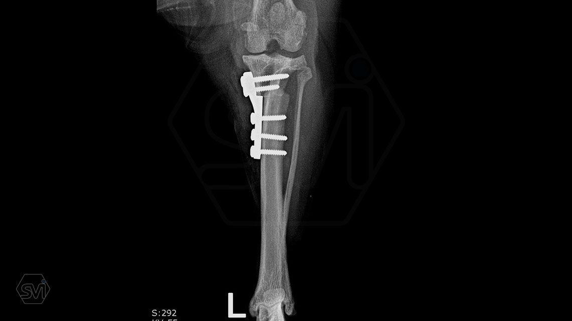 The TPLO-M surgery - description of the procedure for a 2.0 non-locking TPLO-M plate
