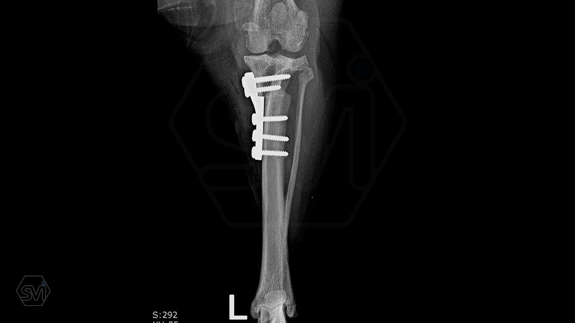 The TPLO-M surgery - description of the procedure for a 2.0 non-locking TPLO-M plate