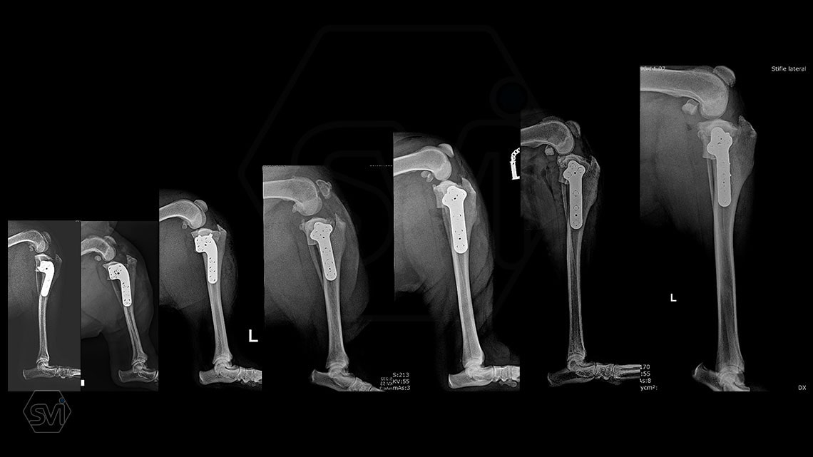 The precontoured polyaxial locking TPLO family has become complete in the smartvetimplants.com offer