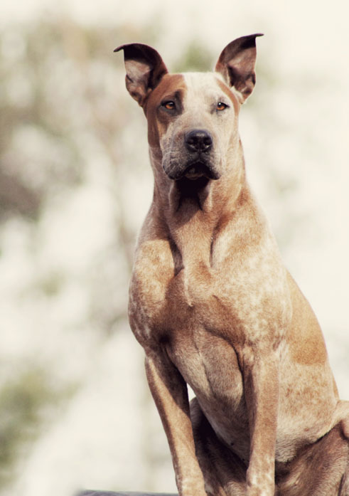 Animal Clinic of Nyíregyháza